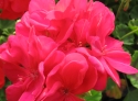 G�ranium zonal Melocherry.