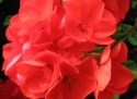 G�ranium zonal Anthony �carlate.