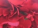 G�ranium lierre Doblino rouge