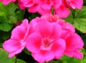 G�ranium zonal Nancy.