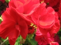 G�ranium zonale Victor