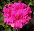 G�ranium lierre Doblino rose
