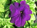 ptunia grandiflora bleu