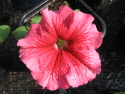 ptunia grandiflora red vein