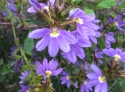 Scaevola Bleu