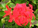 Graniums Firework rouge