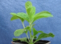 Stevia rebaudiana godet 7 cm