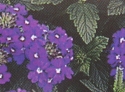 Verveine violette